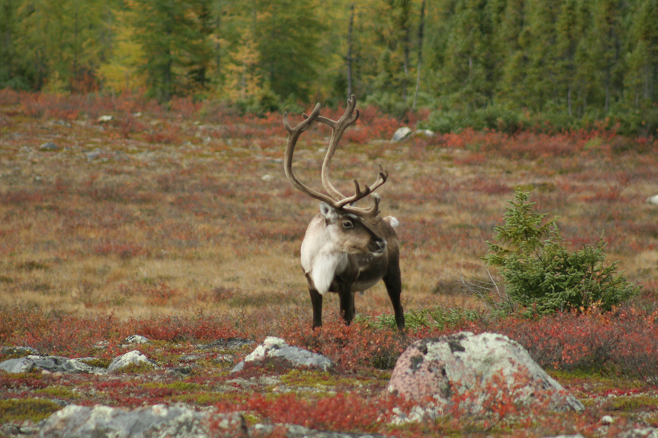 Caribou hunting manitoba 2013